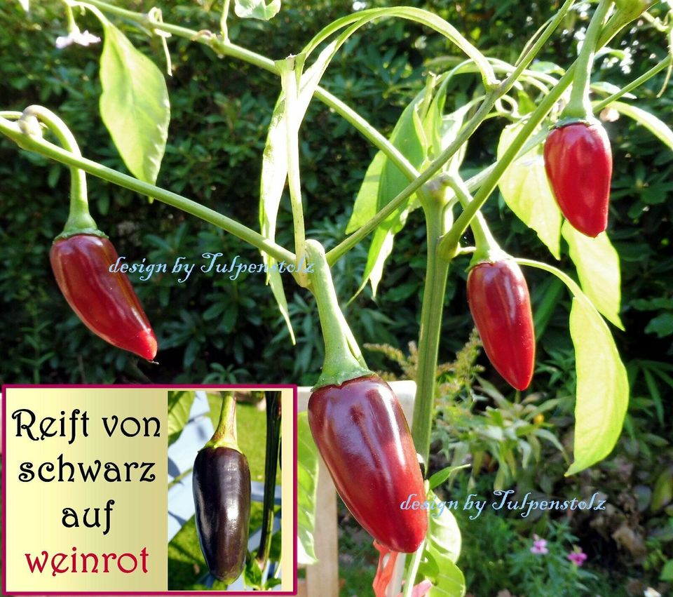 ♥ Schwarze Chili Hungarian Black 10 Samen,Rarität,Garten,Seeds in Hamburg