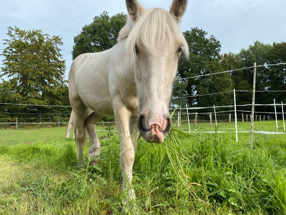 Suche Pflegebeteiligung für Jungpferd in Quickborn