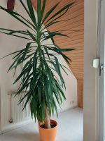 Palmlilie Yucca 3 m hoch Thüringen - Erfurt Vorschau