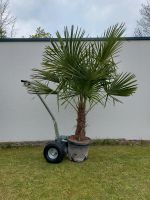 Trachycarpus fortunei Palme winterhart Hanfpalme Niedersachsen - Söhlde Vorschau