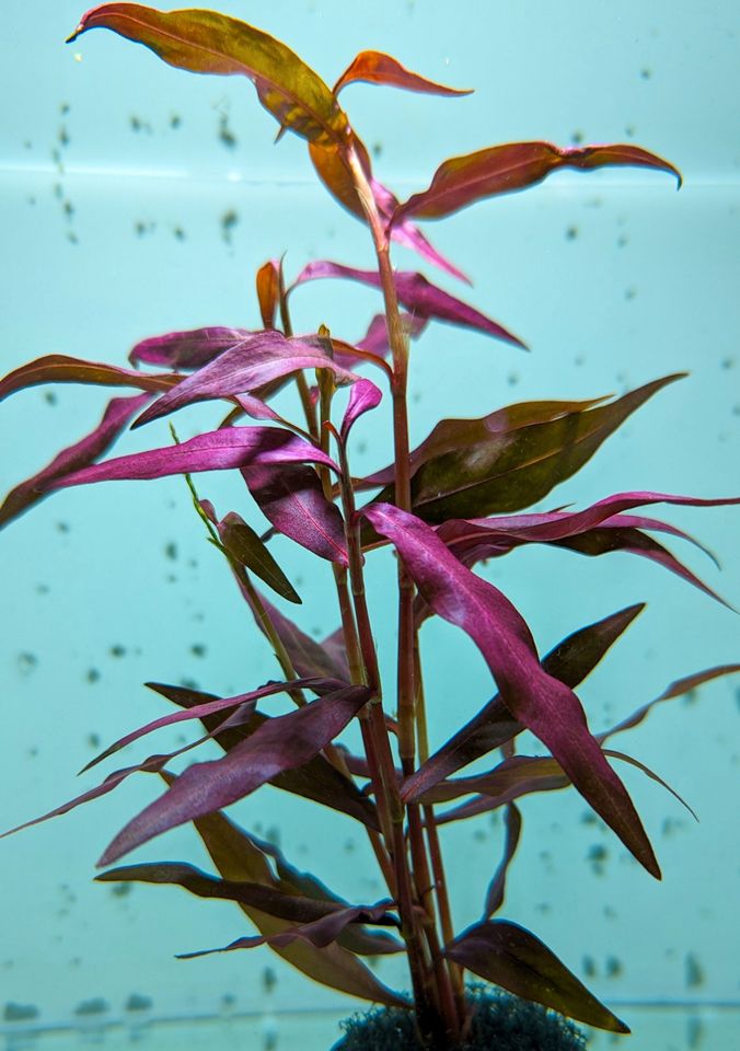 Persicaria sp. "Sao Paulo" - Sao Paulo-Wasserknöterich in Mannheim