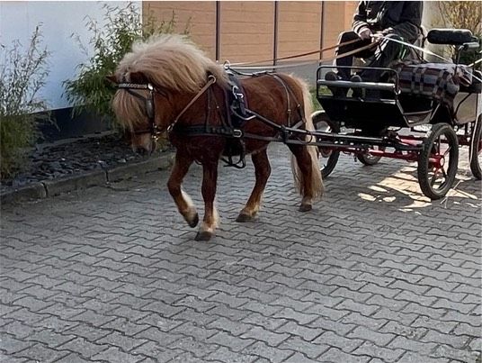 Shetland Pony/ Shetty Hengst in Großfahner