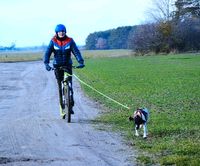 Zughundesport Schlittenhundesport Seminare Kurse Training Parchim - Landkreis - Goldberg Vorschau