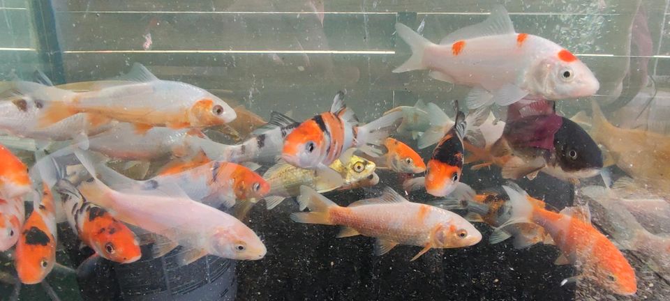 Koi Teichfische Fische Zierfische Farbkarpfen Karpfen Kois in Ilsede