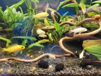 Junge Yellows Labidochromis Yellow Malawibarsche Bayern - Jengen Vorschau
