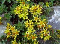 Gold-Fetthenne Sedum floriferum 'Weihenstephaner Gold' Hessen - Liebenau Vorschau