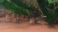 Corydoras Venezuela Orange CW26 - Panzerwelse Nordrhein-Westfalen - Odenthal Vorschau