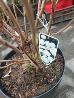 Hydrangea Annabelle, Ballhortensie, Waldhortensie Niedersachsen - Großefehn Vorschau