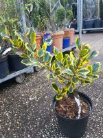 Gelbbunte Gartenhülse Ilex aquifolium 'Golden van Tol' Nordrhein-Westfalen - Simmerath Vorschau