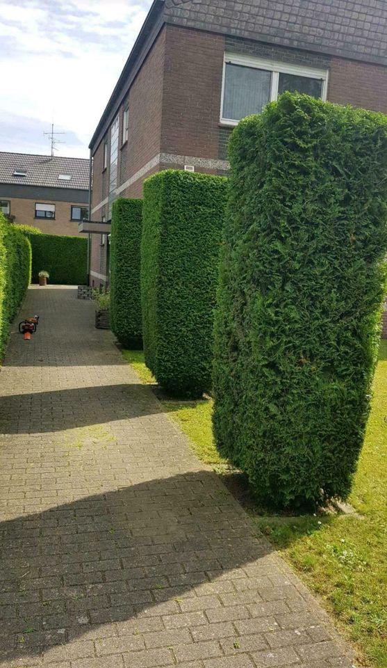 Gartenarbeit Gärtner Hecke schneiden Fläche  roden in Goch