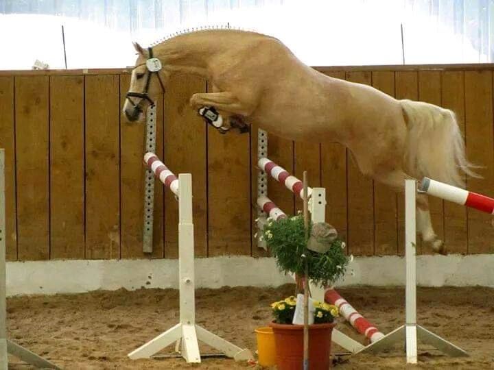 Deutsches Reitpony Wallach 3j von Neverland Pony in Hohenwestedt