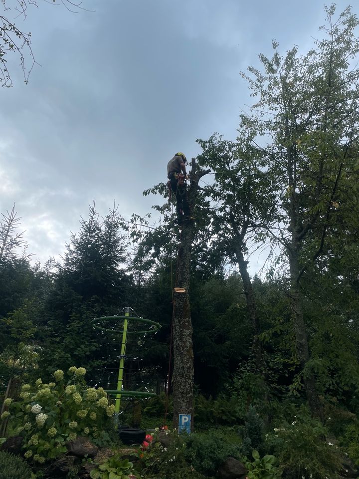 Problembaumfällung Forstservice Gartenservice Baumfällung in Leiblfing