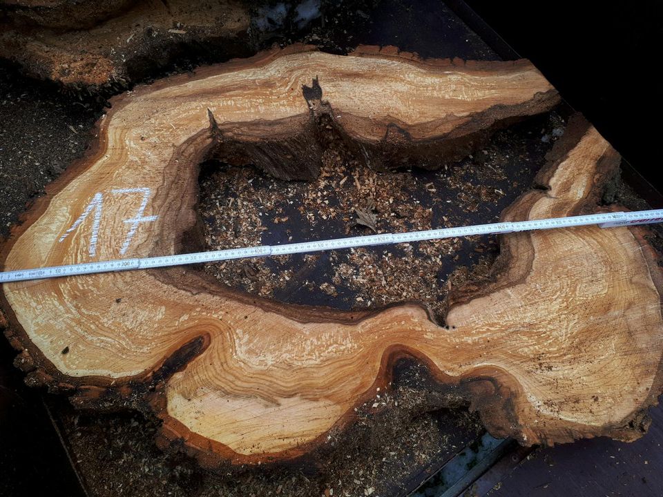 Große Baumscheiben mit Loch aus einer Linde Ganze oder auch halb in Mansfeld