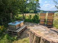 Bienenvölker auf Zander Nordrhein-Westfalen - Remscheid Vorschau