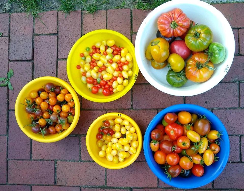 Tomatenpflanzen - 20 seltene samenfeste Sorten in Königs Wusterhausen