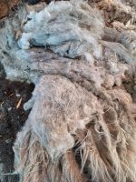Schafwolle wolle Nordrhein-Westfalen - Datteln Vorschau