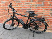 E-Bike Pegasus Solero E8 Plus Herrenfahrrad Nordrhein-Westfalen - Petershagen Vorschau