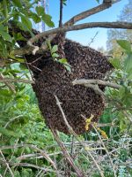 Bienenschwarm gesichtet ? Honigbiene, Biene, Dadant Beute, Imker Fehmarn - Westfehmarn Vorschau