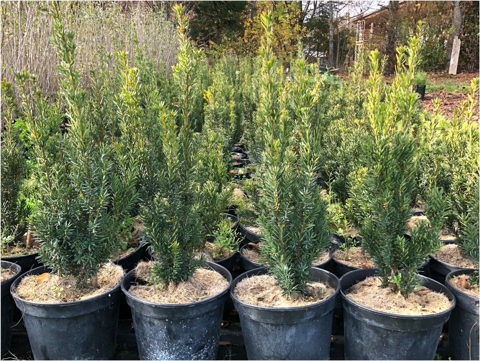 Taxus media 'Hillii' Eibe (Bechereibe) | Bayernhecke, in Ingoldingen