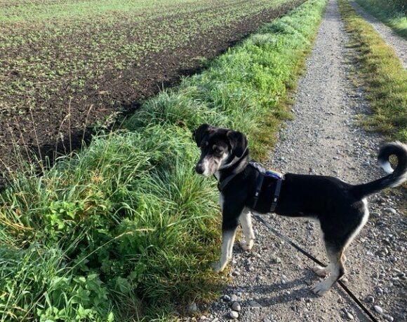 Audrey wartet auf ihre Chance ins Glück in Wertingen