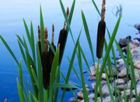 Rohrkolben Gartenteich Wasserpflanzen Fischteich Biotop Nordrhein-Westfalen - Emsdetten Vorschau