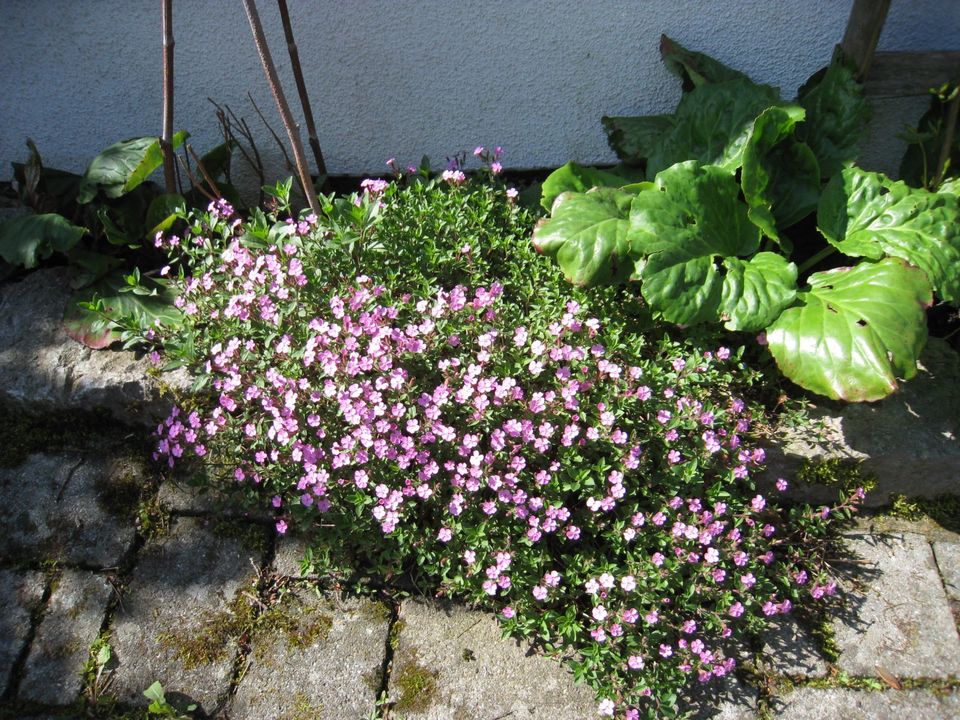 Frühlingsblüher, Frühsommerblüher in Ottersweier