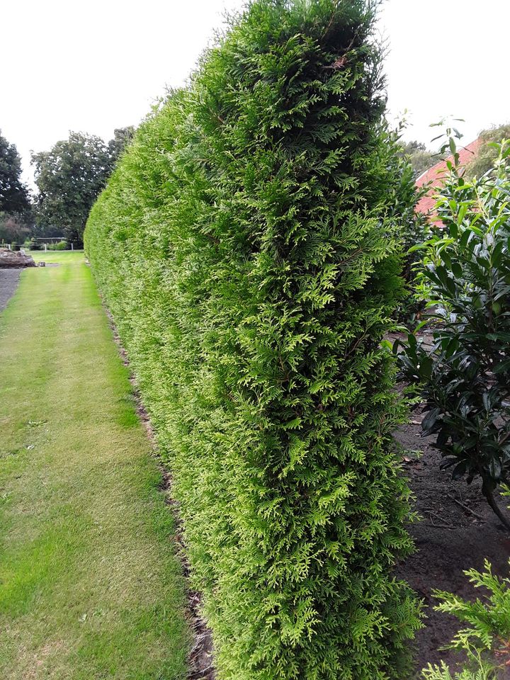 Thuja Brabant ab September wieder vorrätig ! ca.180 cm 10€ in Filsum