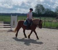 Biete Reitbeteiligung oder Pflegebeteiligung auf Pony Baden-Württemberg - Vaihingen an der Enz Vorschau