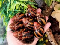 Archachatina m. suturalis Achatschnecke Schnecke Wirbellose Thüringen - Lindig (bei Jena) Vorschau