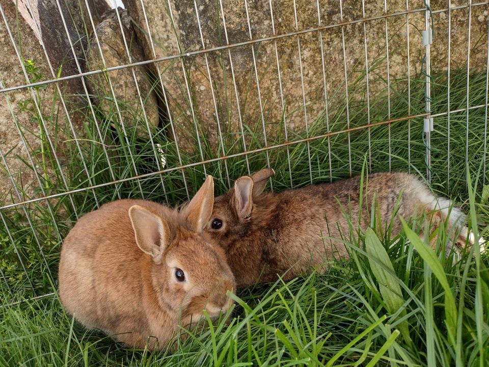 Kaninchen suchen Zuhause in Dischingen