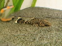 Antrictus Welse, Babys 2-3 cm Bielefeld - Heepen Vorschau