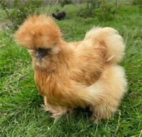 ❤️ reinrassige US Silkie’s ( Seidenhuhn ) BE ❤️ Müritz - Landkreis - Penzlin Vorschau