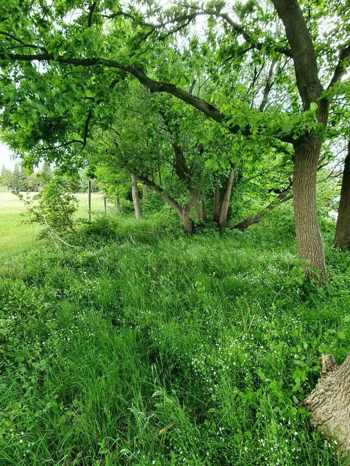 Schmales Grundstück 1178 m² in Borstel-Hohenraden