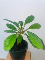 Madagaskar Palme Euphorbia leuconeura Pflanze Baden-Württemberg - Salem Vorschau