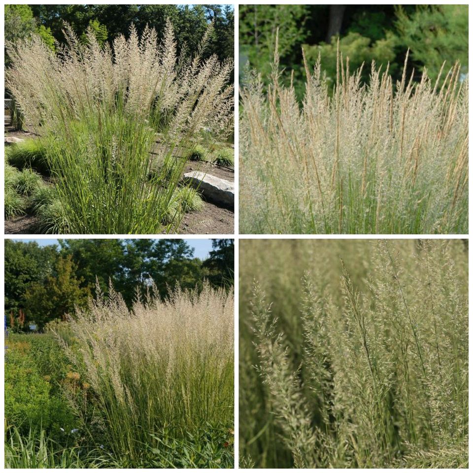 Reitgras "Waldenbuch" - Calamagrostis in Glandorf