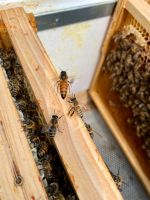 Bienen Königin Buckfast Carnica aus der Imkerei siebengold Nordrhein-Westfalen - Bad Honnef Vorschau