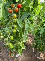 Tomaten Moneymaker Pflanzen Bio 4St.-10 Euro Hessen - Heusenstamm Vorschau