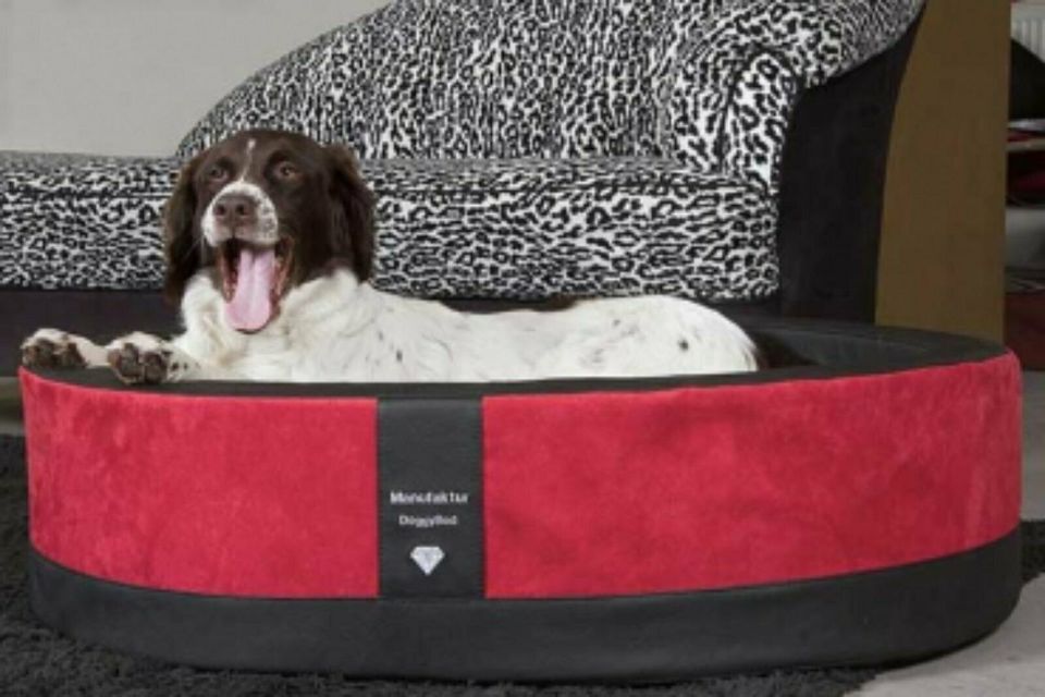 DoggyBed Orthopädischer Hundekorb Paddy Style 100x80x25cm ROT Mik in Bayern  - Wolfersdorf | eBay Kleinanzeigen ist jetzt Kleinanzeigen