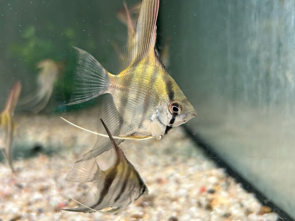 Peru Altum Skalar 5cm Pterophyllum scalare peruensis in Rangendingen