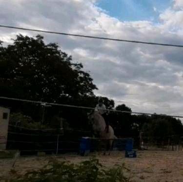 Pferde Stute dringend abzugeben!!! in Gangelt