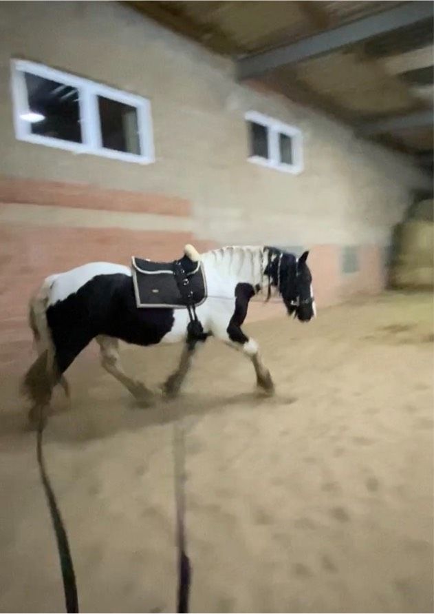 Biete Reitbeteiligung an Barockpinto Stute (Pferd sucht Mensch) in Fischbachtal