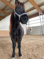 Pony sucht Reiter Hessen - Liederbach Vorschau