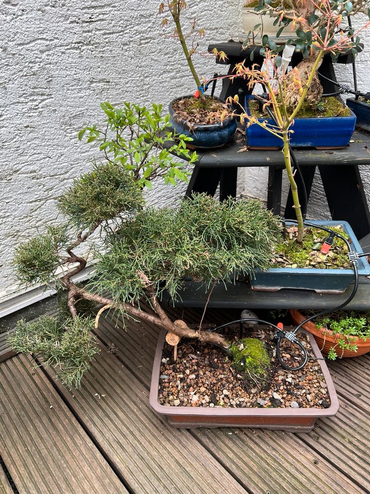 Bonsai Wachholder Juniperus in Schale in Köln