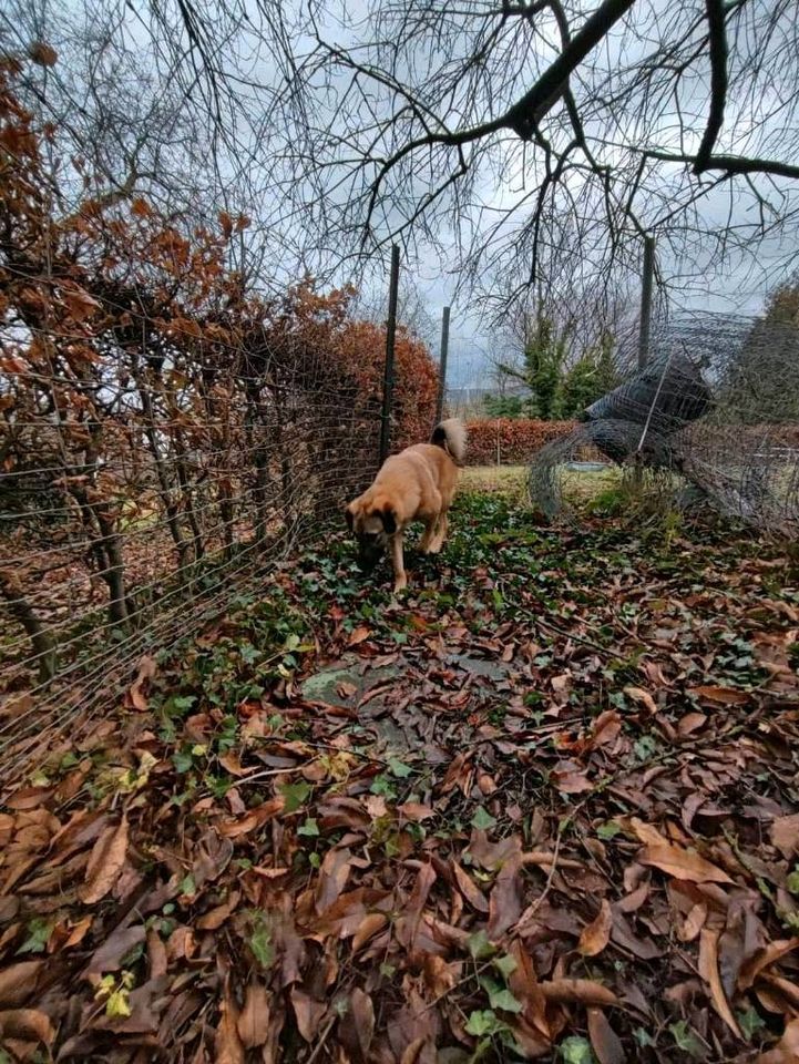 Süße PIPER ❤️ sucht ihre Familie! in Garbsen