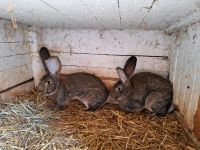 Wildfarbene Deutsche Riesen Sachsen - Bad Dueben Vorschau