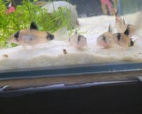 Panda panzerwels (Corydoras) Niedersachsen - Cloppenburg Vorschau