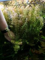 Rotala Indica/ rotundifolia -Aquariumpflanze- Rostock - Gehlsdorf Vorschau