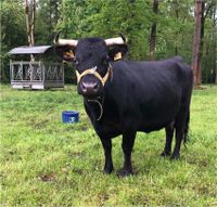 2 Dexter Kühe mit Kalb Niedersachsen - Tostedt Vorschau