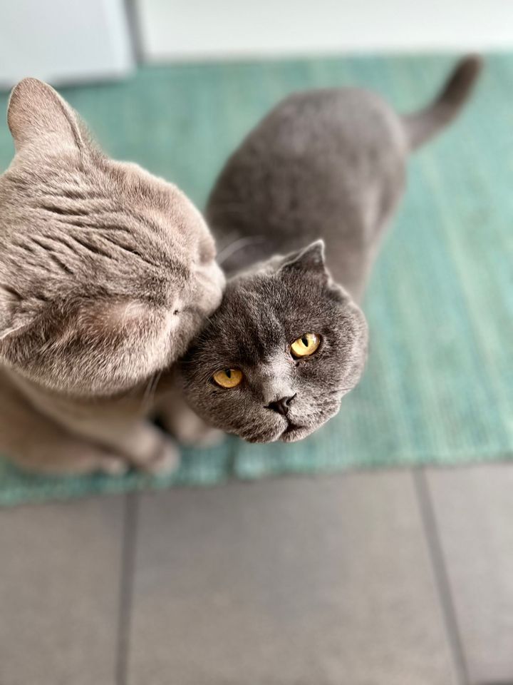 Tierschutz: zwei liebe Briten suchen neues Zuhause in Berlin