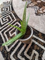 Aloe Vera Pflanze ca. 25cm hoch mit Topf Dresden - Äußere Neustadt Vorschau